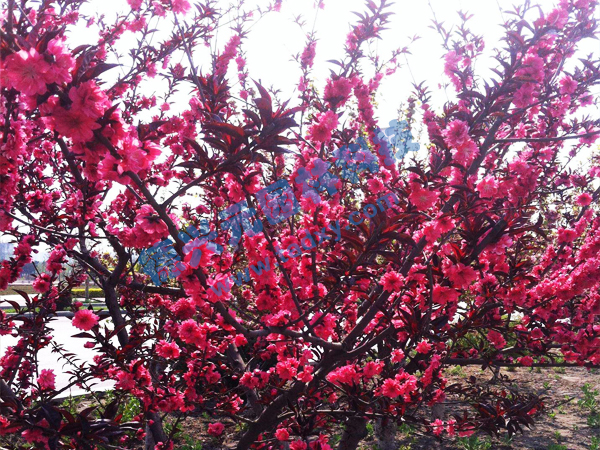 �c���鿴Ԕ����Ϣ���}������ ��x�Δ���2393