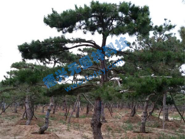 �c���鿴Ԕ����Ϣ���}������ ��x�Δ���2520