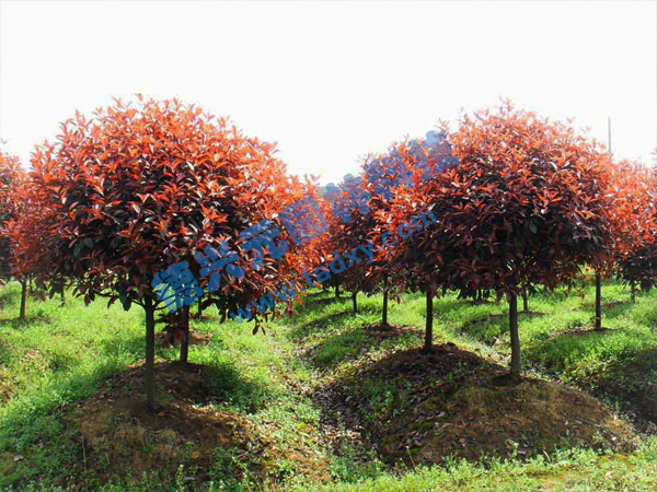 �c���鿴Ԕ����Ϣ���}���t�~ʯ骘� ��x�Δ���2774